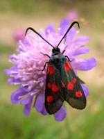 Femplettet Køllesværmer på Scabiose i Tinnet Krat. Foto: Søren Faaborg Nielsen